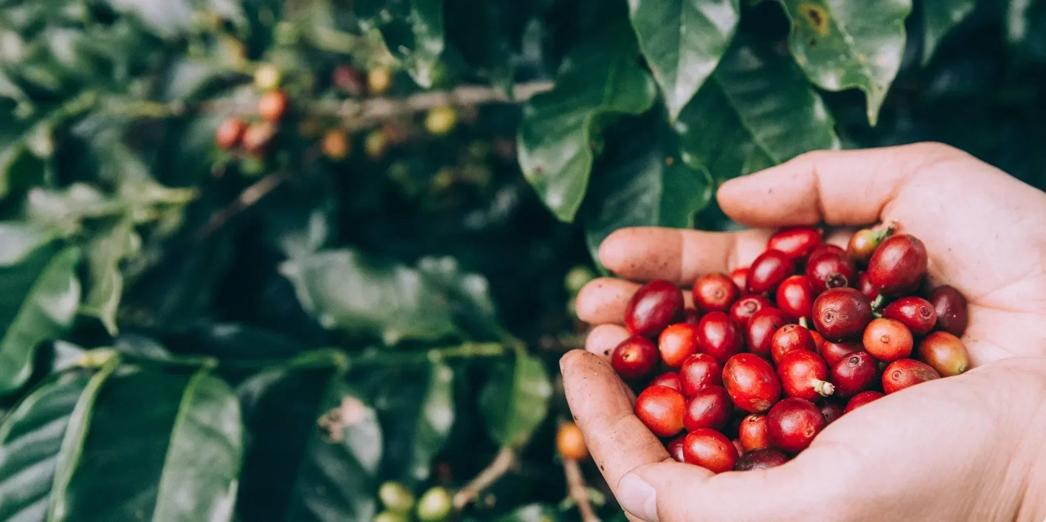 A Deep Dive on Adore Mastro - Coffee of the Month July 2025